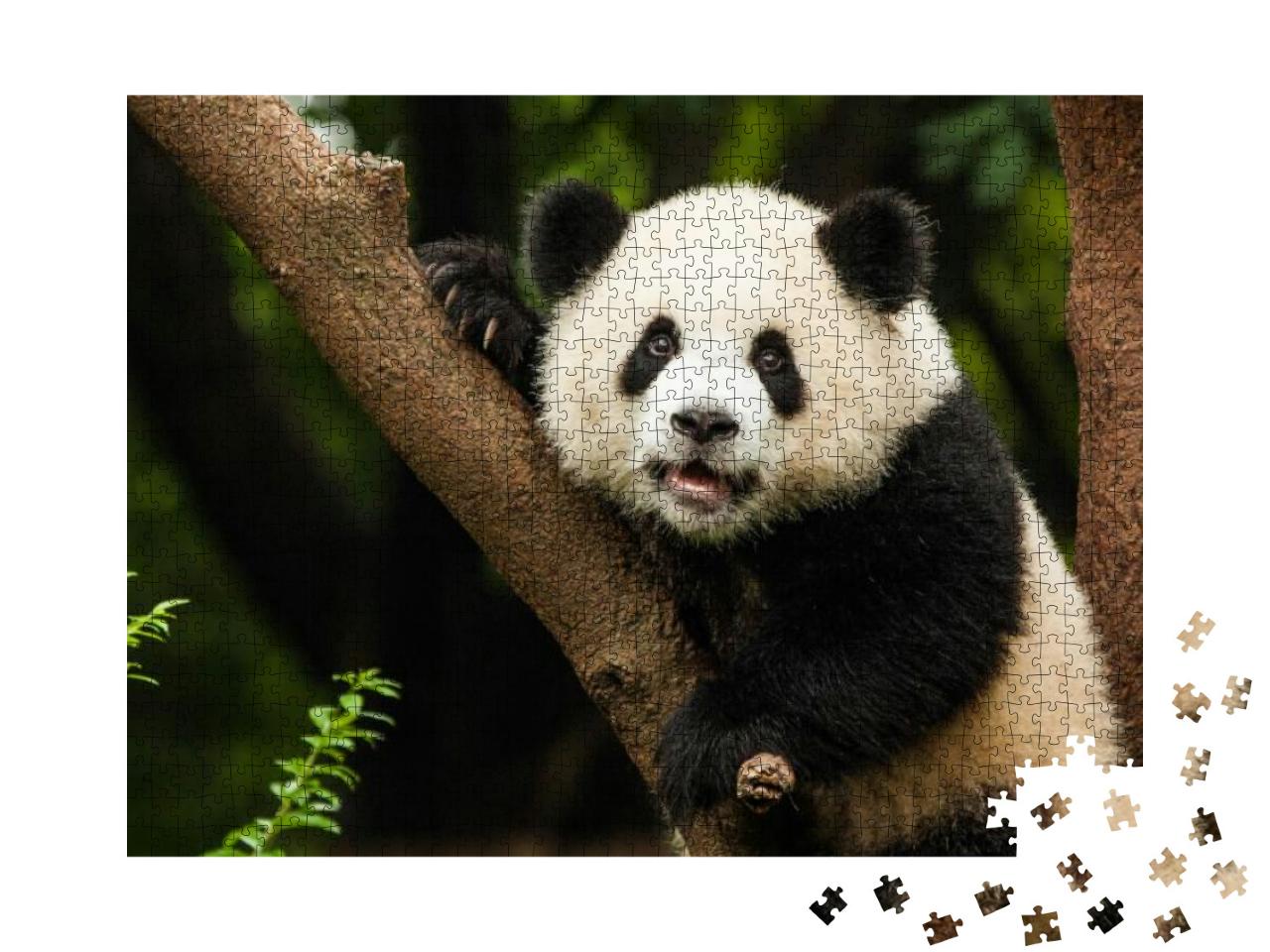 Panda in a Tree... Jigsaw Puzzle with 1000 pieces