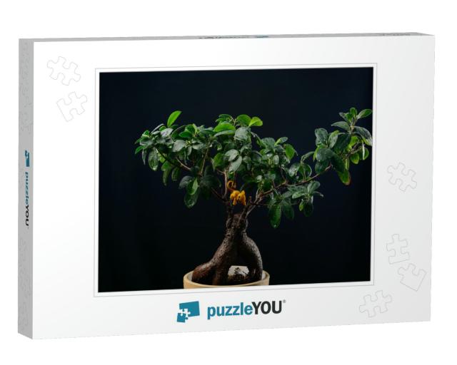 Indoor Plant Ficus Bonsai on a Black Background Close-Up... Jigsaw Puzzle
