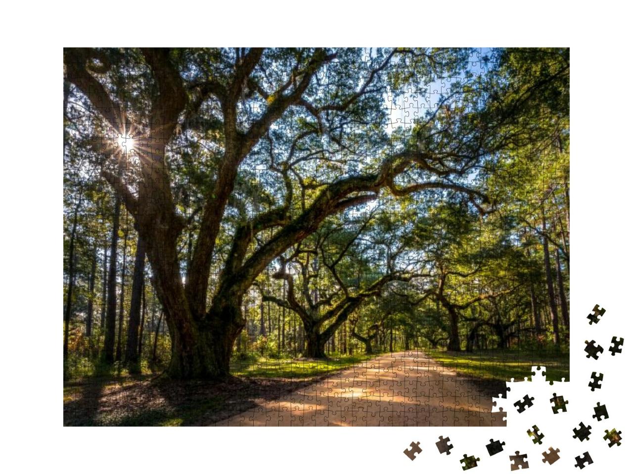 Live Oak Trees Grow Rapidly When They Are Young. These Tr... Jigsaw Puzzle with 1000 pieces