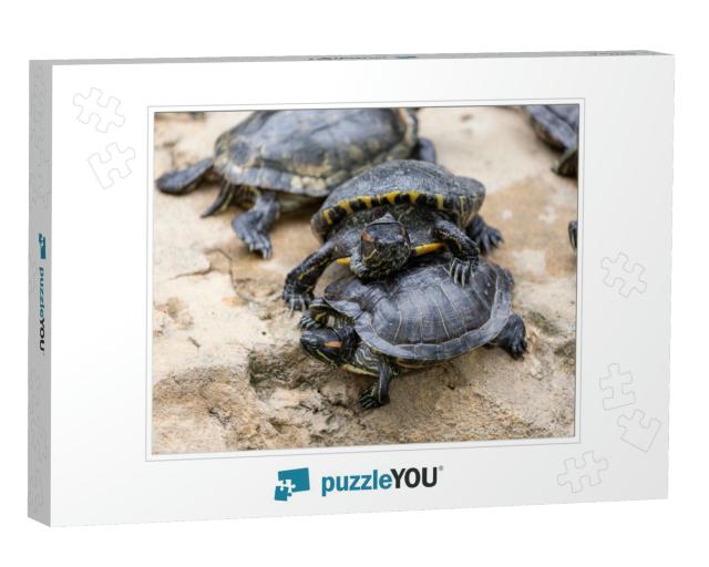 Redear Turtle in Water Pond... Jigsaw Puzzle
