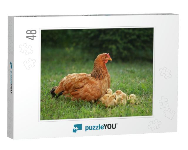 Mother Hen with Her Chicks in the Field. Hen with Chicken... Jigsaw Puzzle with 48 pieces