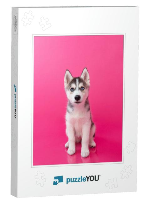 Siberian Husky Puppy Sitting with Pink Background... Jigsaw Puzzle