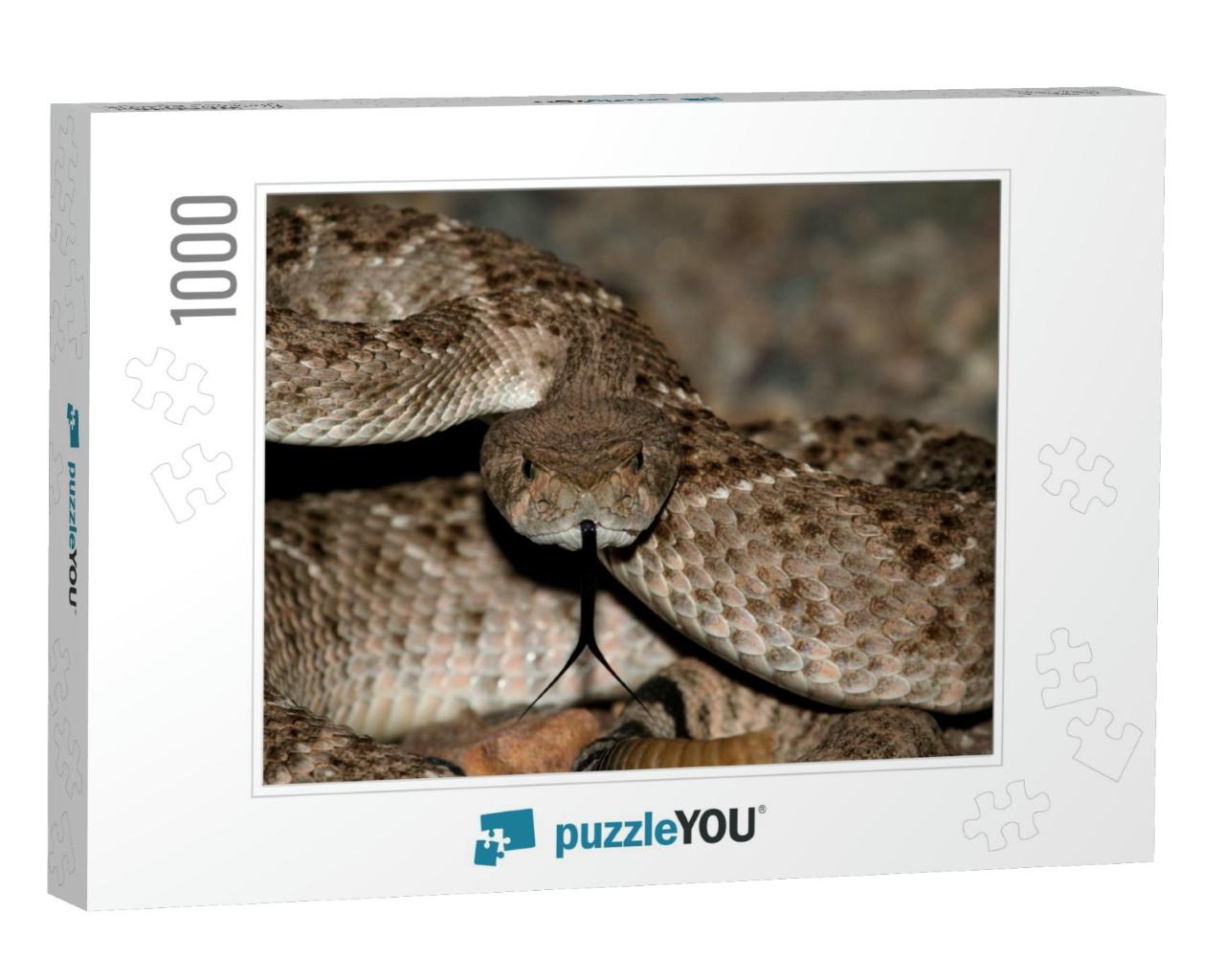 Mojave Rattlesnake Crotalus Scutulatus Coiled to Strike... Jigsaw Puzzle with 1000 pieces