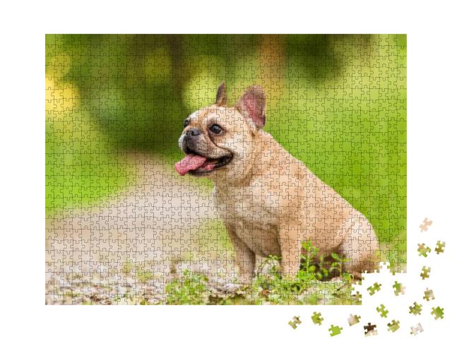 Close Up Portrait of a French Bulldog... Jigsaw Puzzle with 1000 pieces