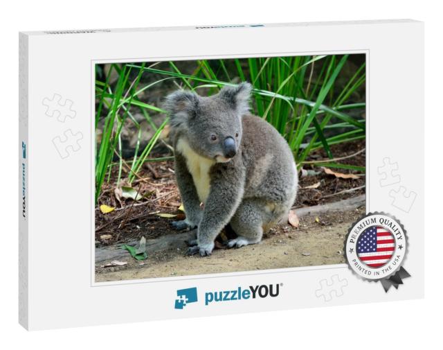 Koala Sitting on the Ground in Queensland, Australia... Jigsaw Puzzle
