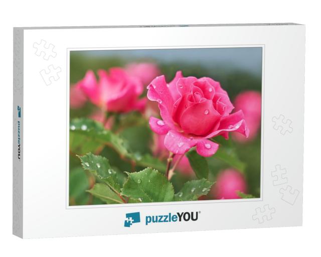 Pink Rose Flower with Raindrops on Background Pink Roses... Jigsaw Puzzle