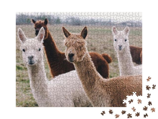 Colorful Group / Pack of Alpacas... Jigsaw Puzzle with 1000 pieces
