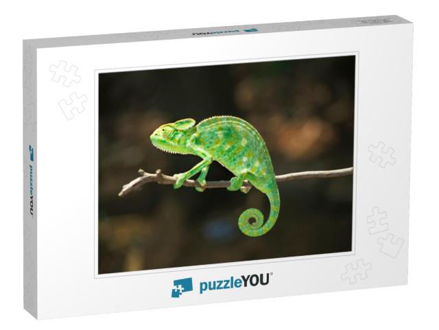 South Asian Chamaeleon, Chamaeleo Zeylanicus... Jigsaw Puzzle