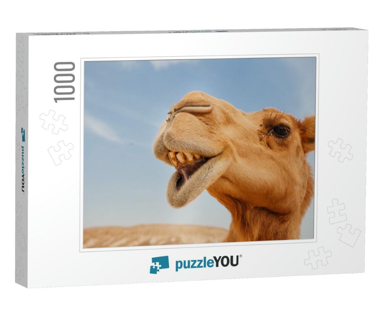 Camel in Israel Desert, Funny Close Up... Jigsaw Puzzle with 1000 pieces