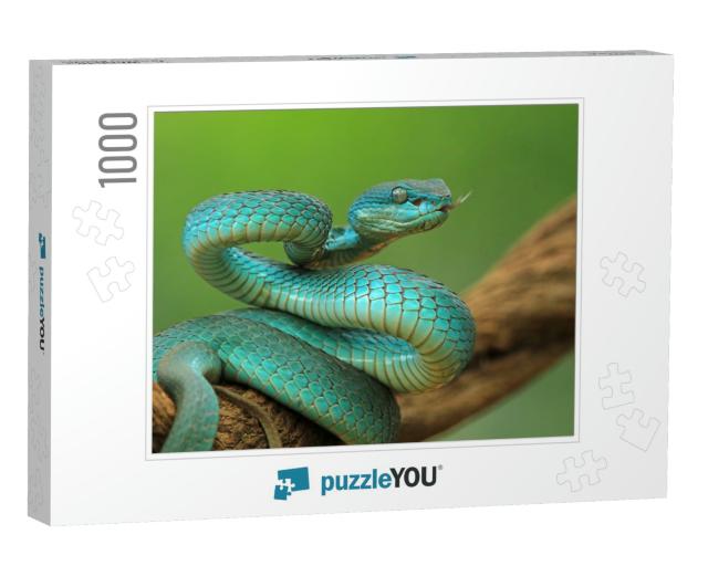 Blue Viper Snake on Branch, Viper Snake Ready to Attack... Jigsaw Puzzle with 1000 pieces