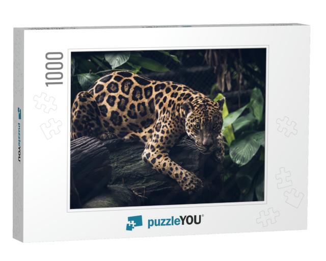 Jaguar, Panthera Onca. Beautiful Rosettes that Serve as C... Jigsaw Puzzle with 1000 pieces