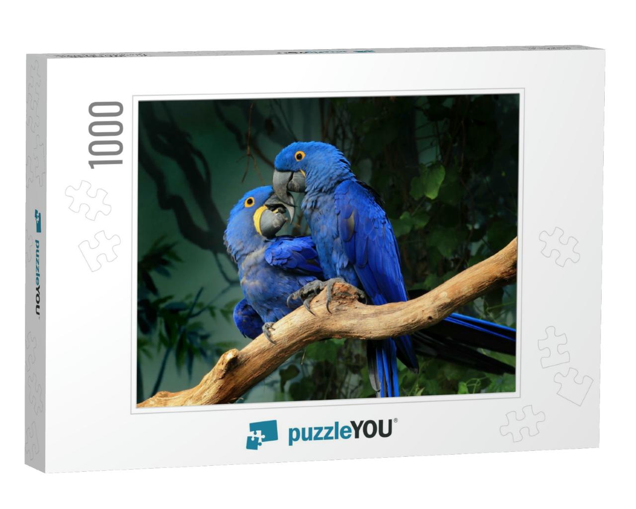 Pair of Blue Hyacinth Macaw Anodorhynchus Hyacinthinus Pe... Jigsaw Puzzle with 1000 pieces