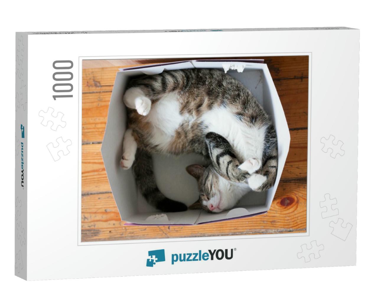 Striped Cat Sleeping in a Cardboard Box... Jigsaw Puzzle with 1000 pieces