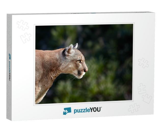 Portrait of Beautiful Puma. Cougar, Mountain Lion... Jigsaw Puzzle