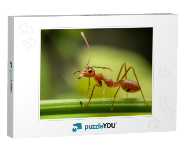 Red Ants Are Looking for Food on Green Branches. Work Ant... Jigsaw Puzzle