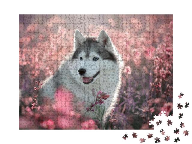 Dog Breed Siberian Husky Walking on a Flowering Field... Jigsaw Puzzle with 1000 pieces