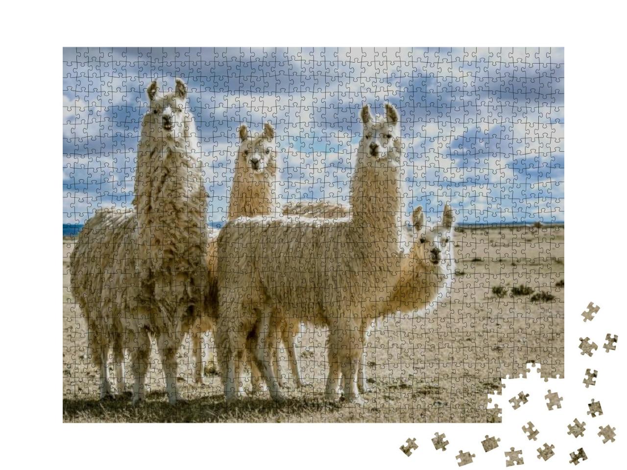 Llamas Group in Their Natural Habitat... Jigsaw Puzzle with 1000 pieces