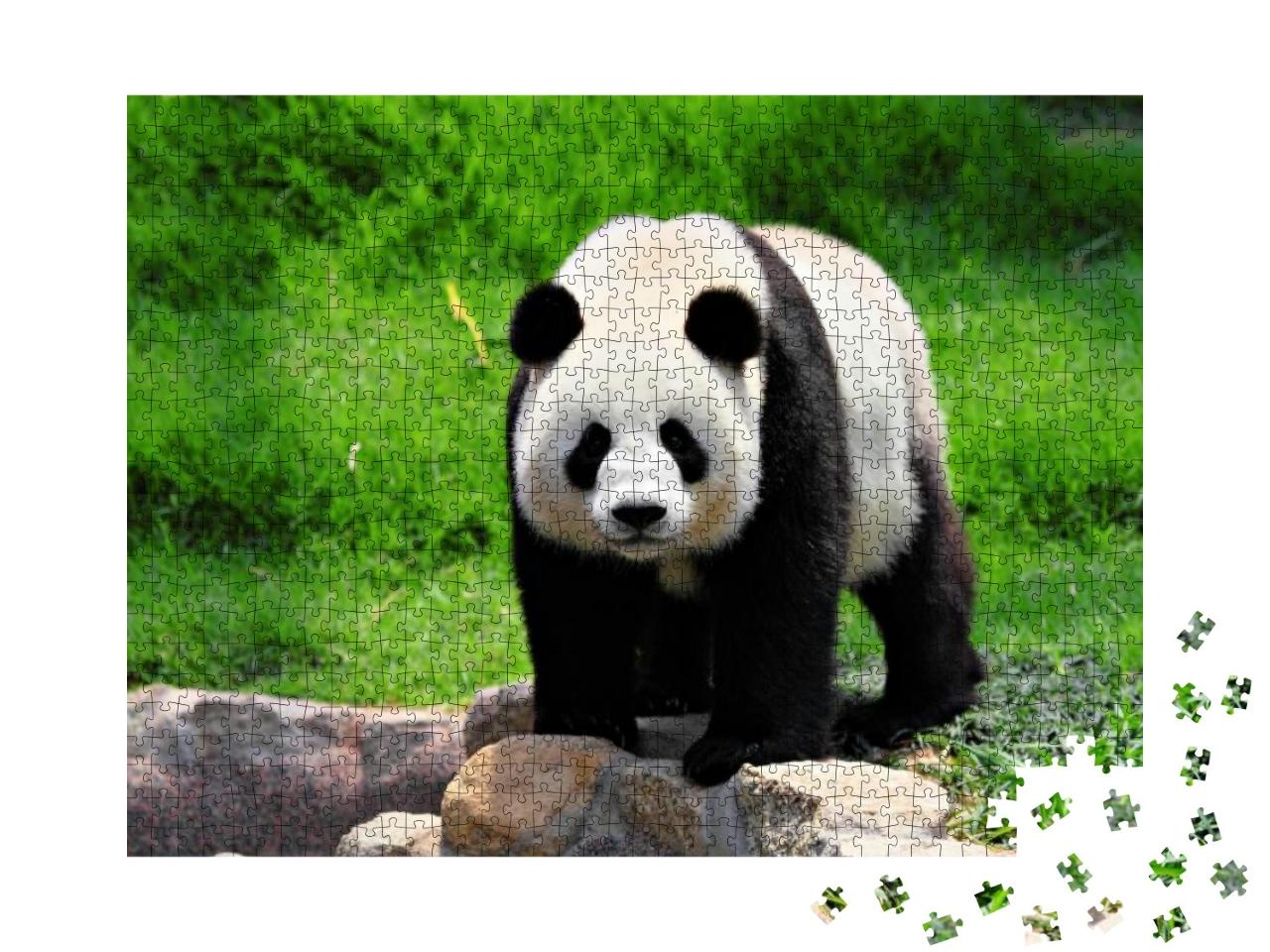 Panda... Jigsaw Puzzle with 1000 pieces