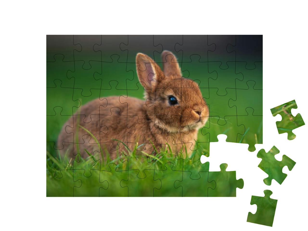 Cute Little Dwarf Rabbit on a Green Grass. Baby Rabbit wi... Jigsaw Puzzle with 48 pieces
