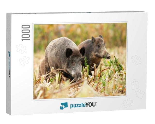 Herd of Wild Boars, Sus Scrofa, Wandering & Looking for S... Jigsaw Puzzle with 1000 pieces