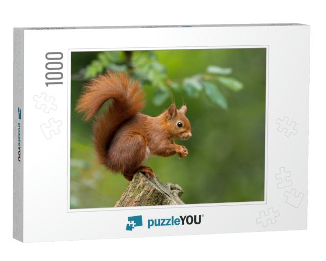 Red Squirrel... Jigsaw Puzzle with 1000 pieces