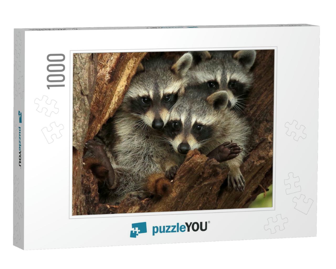 Three Cute Raccoons on a Tree... Jigsaw Puzzle with 1000 pieces