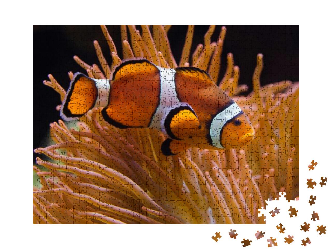 Ocellaris Clownfish Amphiprion Ocellaris, Also Known as t... Jigsaw Puzzle with 1000 pieces