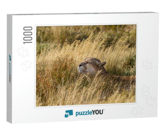 Chile, Torres Del Paine National Park. Puma Sits R... Jigsaw Puzzle with 1000 pieces