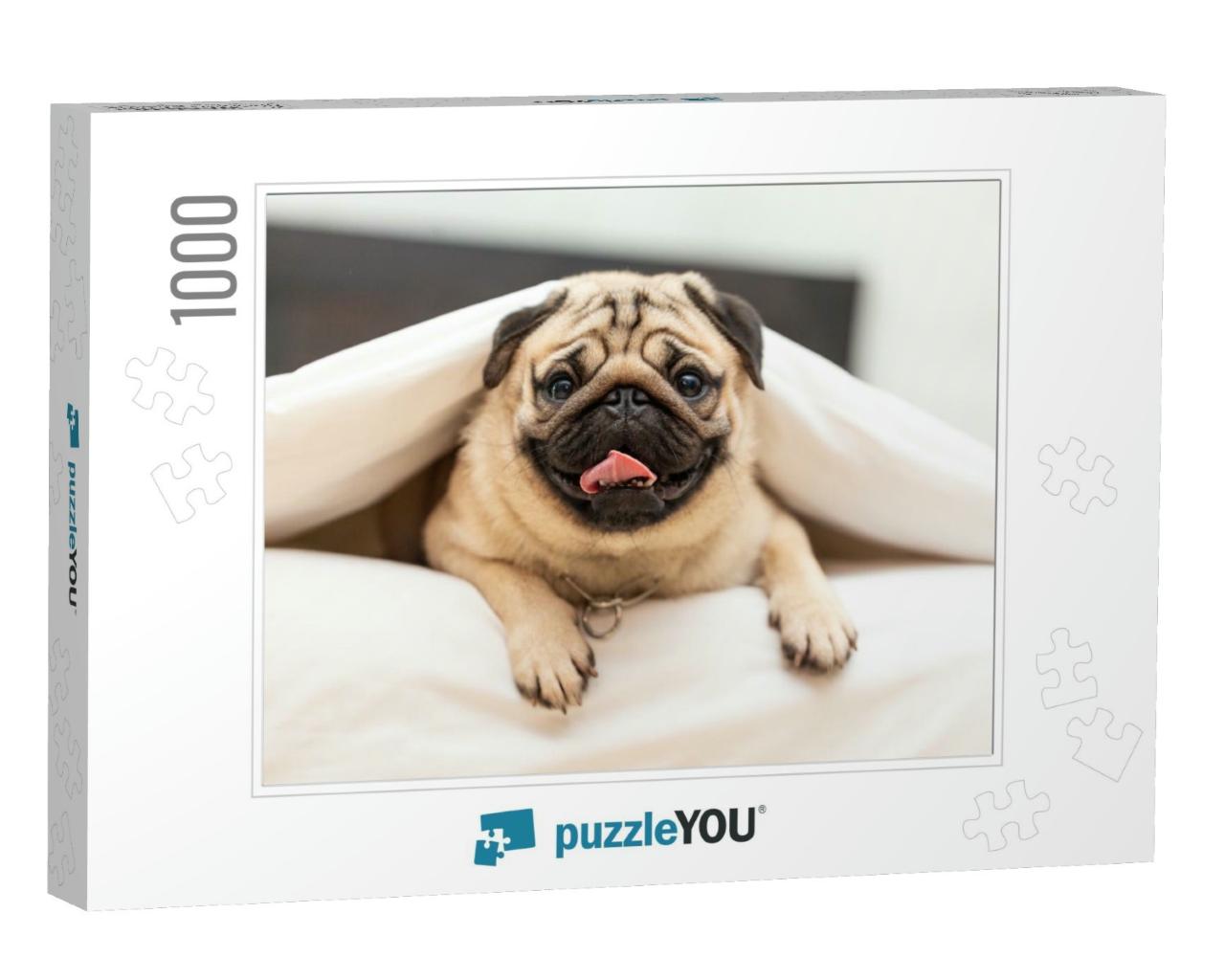 Cute Pug Dog Breed Lying in Blanket on White Bed in Cozy... Jigsaw Puzzle with 1000 pieces
