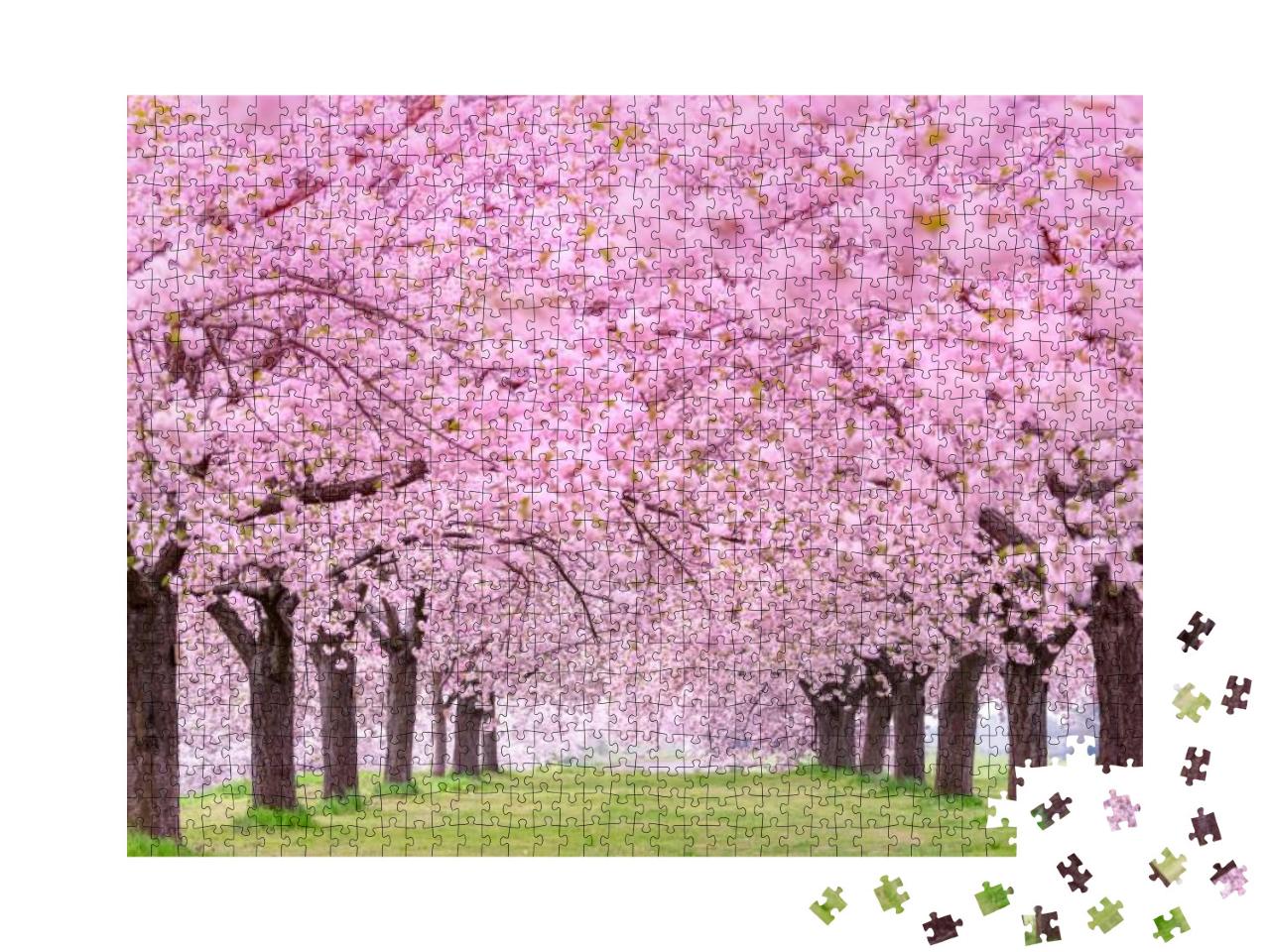 Beautiful Cherry Blossoms. Japan Obuse-Machi, Nagano Pref... Jigsaw Puzzle with 1000 pieces