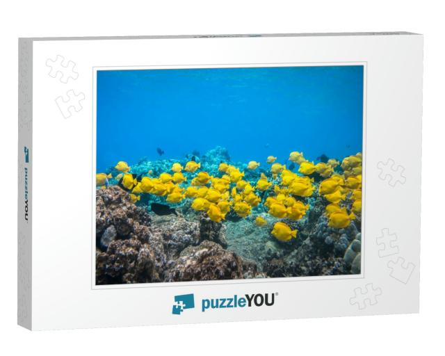 Yellow Tangsa Group of Yellow Tangs Fish Swimming in the... Jigsaw Puzzle