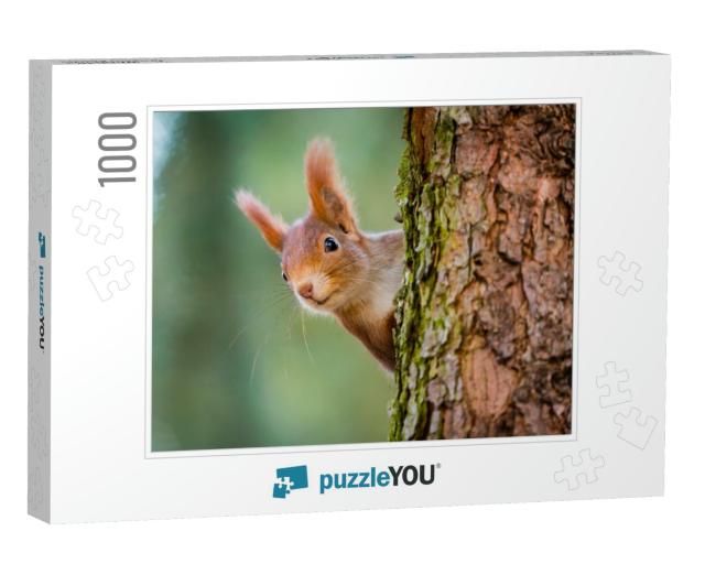 Curious Red Squirrel Peeking Behind the Tree Trunk... Jigsaw Puzzle with 1000 pieces