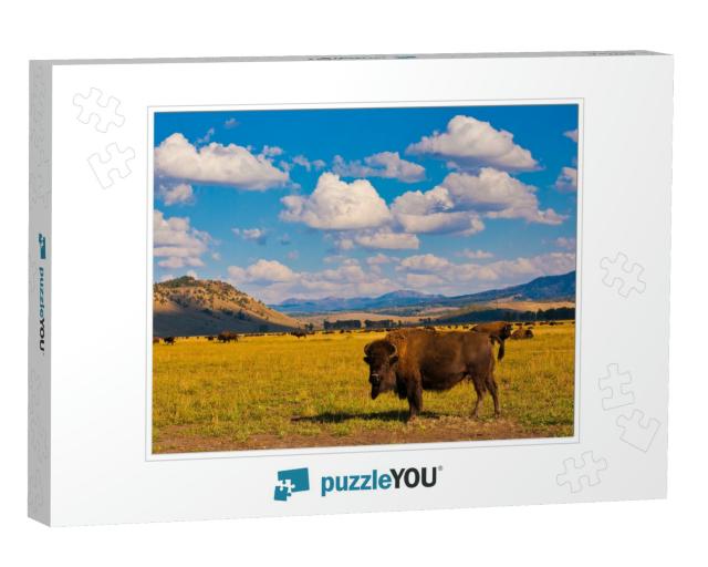 Bison Paradise in Yellowstone National Park, Usa... Jigsaw Puzzle