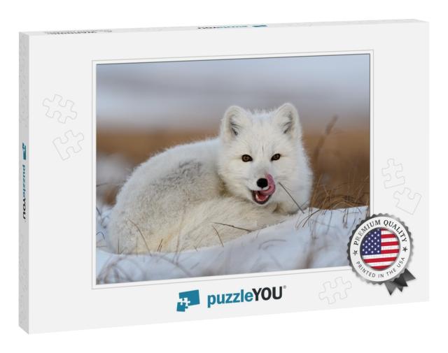 White Arctic Fox Vulpes Lagopus Curled Up on Snow in Arct... Jigsaw Puzzle