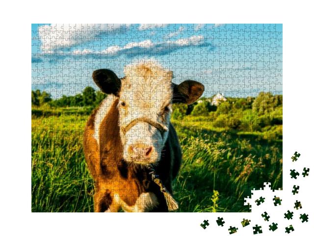 Cow Calf Portrait on Farm Pasture. Cute Calf Portrait. Ca... Jigsaw Puzzle with 1000 pieces