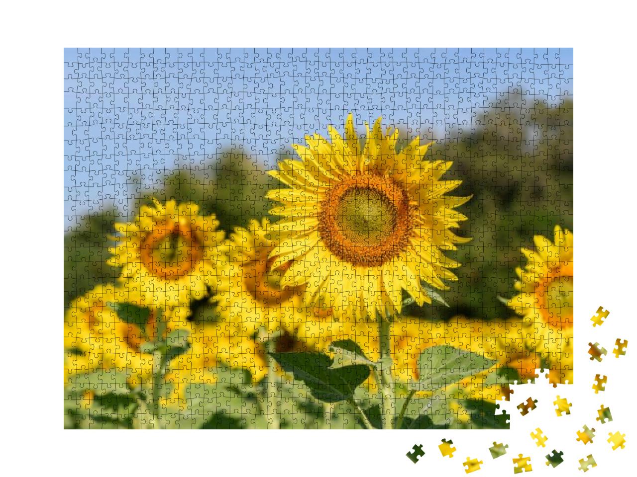 Beautiful Sunflower in Sunflower Field on Summer with Blu... Jigsaw Puzzle with 1000 pieces
