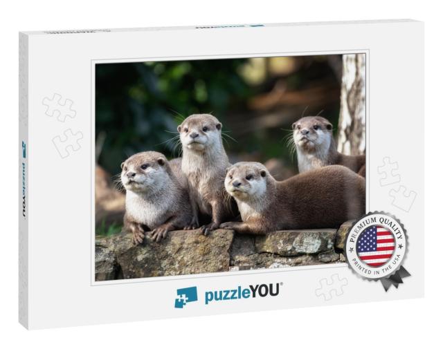 Group of Four Attentive Oriental Small-Clawed Otters... Jigsaw Puzzle