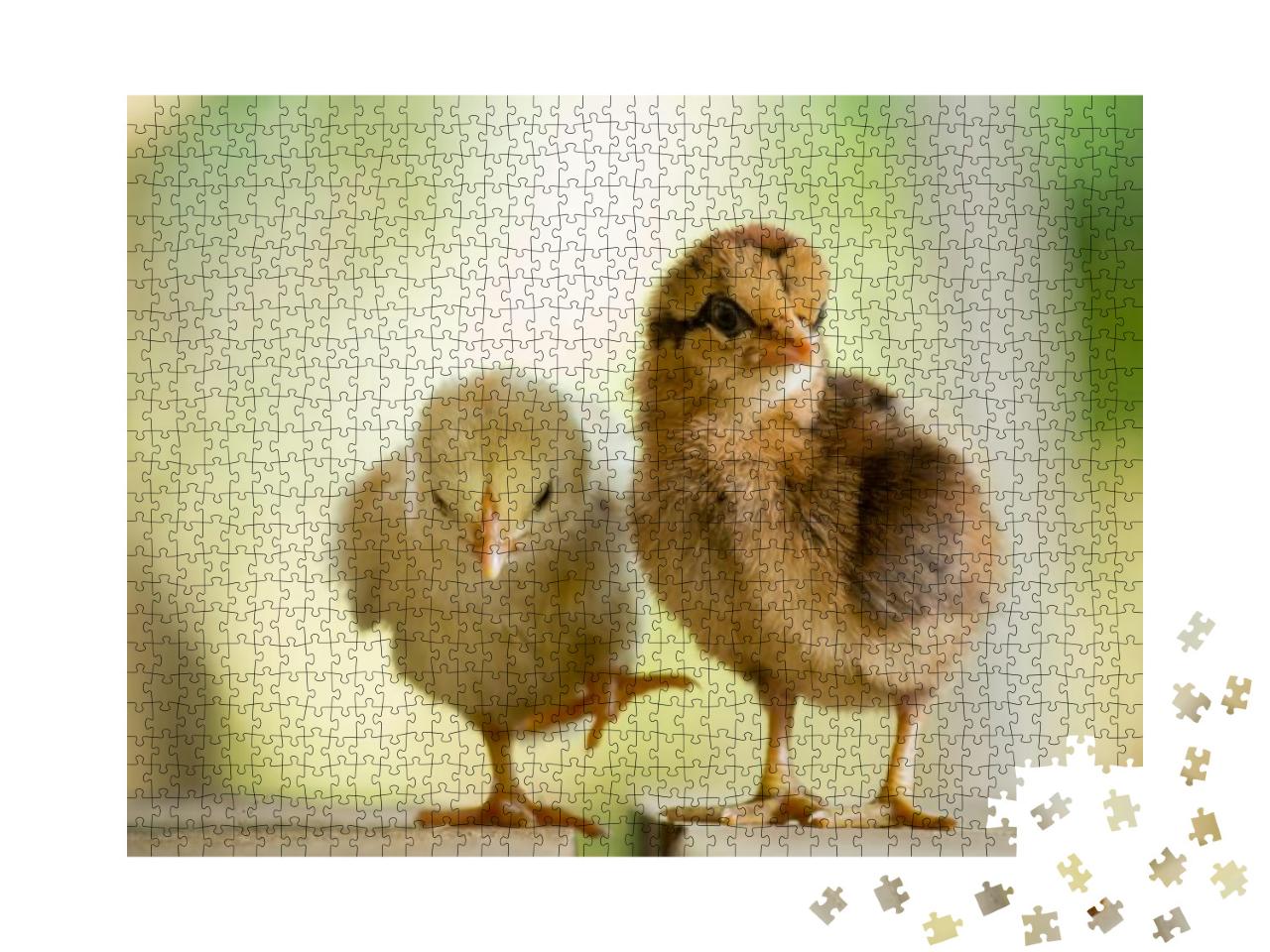 Twin or Couple of Little Chickens Friend Between Brown &... Jigsaw Puzzle with 1000 pieces