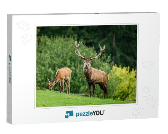 Wild Old Male Red Deer is Looking to Camera by the Female... Jigsaw Puzzle