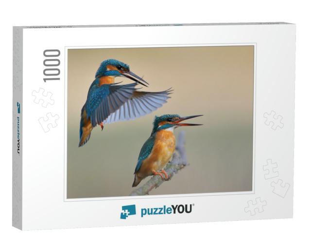 Kingfisher Alcedo At This Common Kingfisher... Jigsaw Puzzle with 1000 pieces