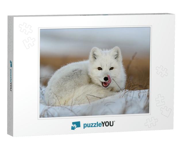 White Arctic Fox Vulpes Lagopus Curled Up on Snow in Arct... Jigsaw Puzzle