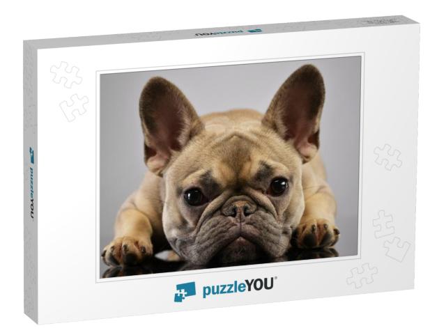 Portrait of an Adorable French Bulldog, Studio Shot, Isol... Jigsaw Puzzle