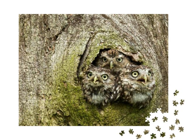 Three Little Owls in the Hollow of a Tree. Little Owl is... Jigsaw Puzzle with 1000 pieces