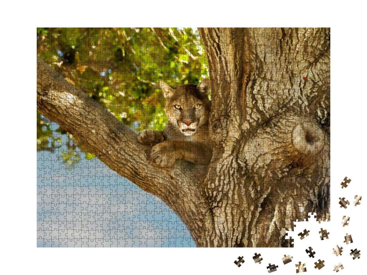 Female Mountain Lion Laying on a Tree Branch, Look... Jigsaw Puzzle with 1000 pieces