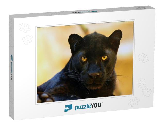 The Leopard Panthera Pardus Portrait. Melanistic Leopard... Jigsaw Puzzle