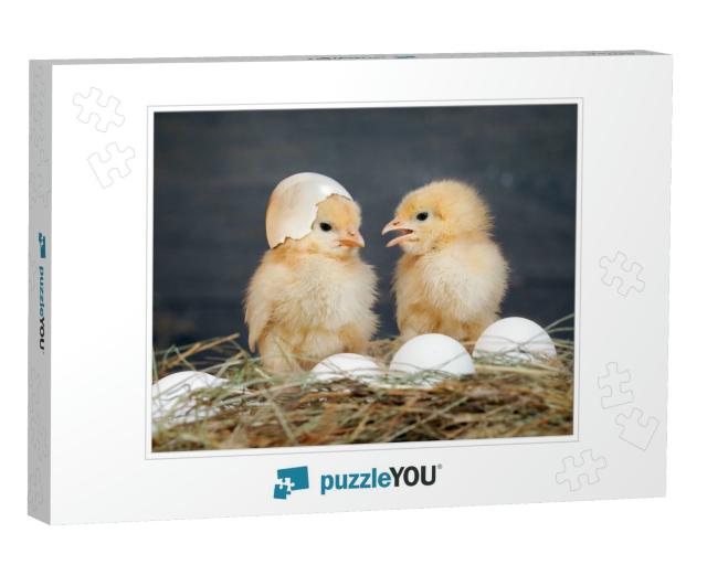 Newborn Chicks. Orange Chicks Communicate with Each Other... Jigsaw Puzzle