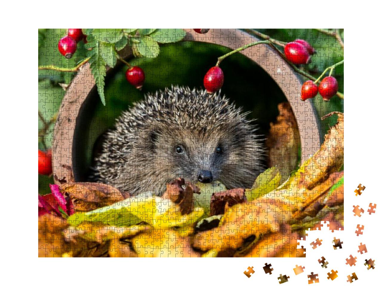 Hedgehog in Golden Autumn Leaves Surrounded by Red Rosehi... Jigsaw Puzzle with 1000 pieces