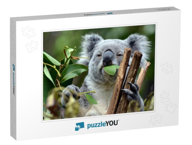 Koala At Lone Pine Koala Sanctuary Brisbane... Jigsaw Puzzle