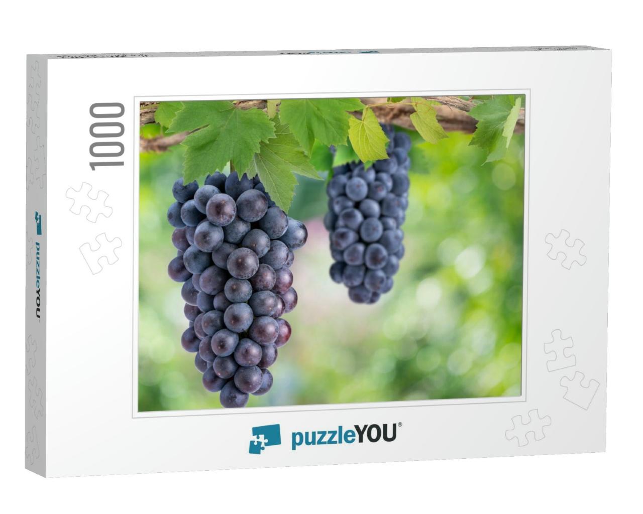 Bunch of Black Wine Grape on a Branch Over Green Natural... Jigsaw Puzzle with 1000 pieces