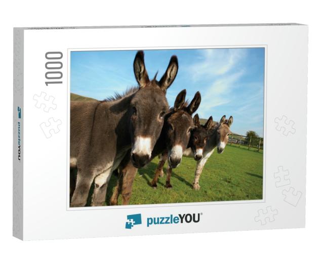 Group of Donkeys in Field Looking to Camera... Jigsaw Puzzle with 1000 pieces